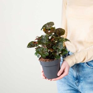 Syngonium 'Maria Brocante'