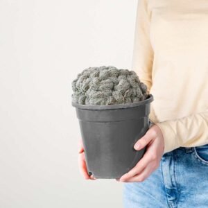 Echinopsis 'Densispina forma Cristata'