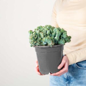 Heidelbeerkaktus 'Cristata'