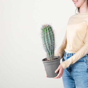 Säulenkaktus 'Pringlei' M