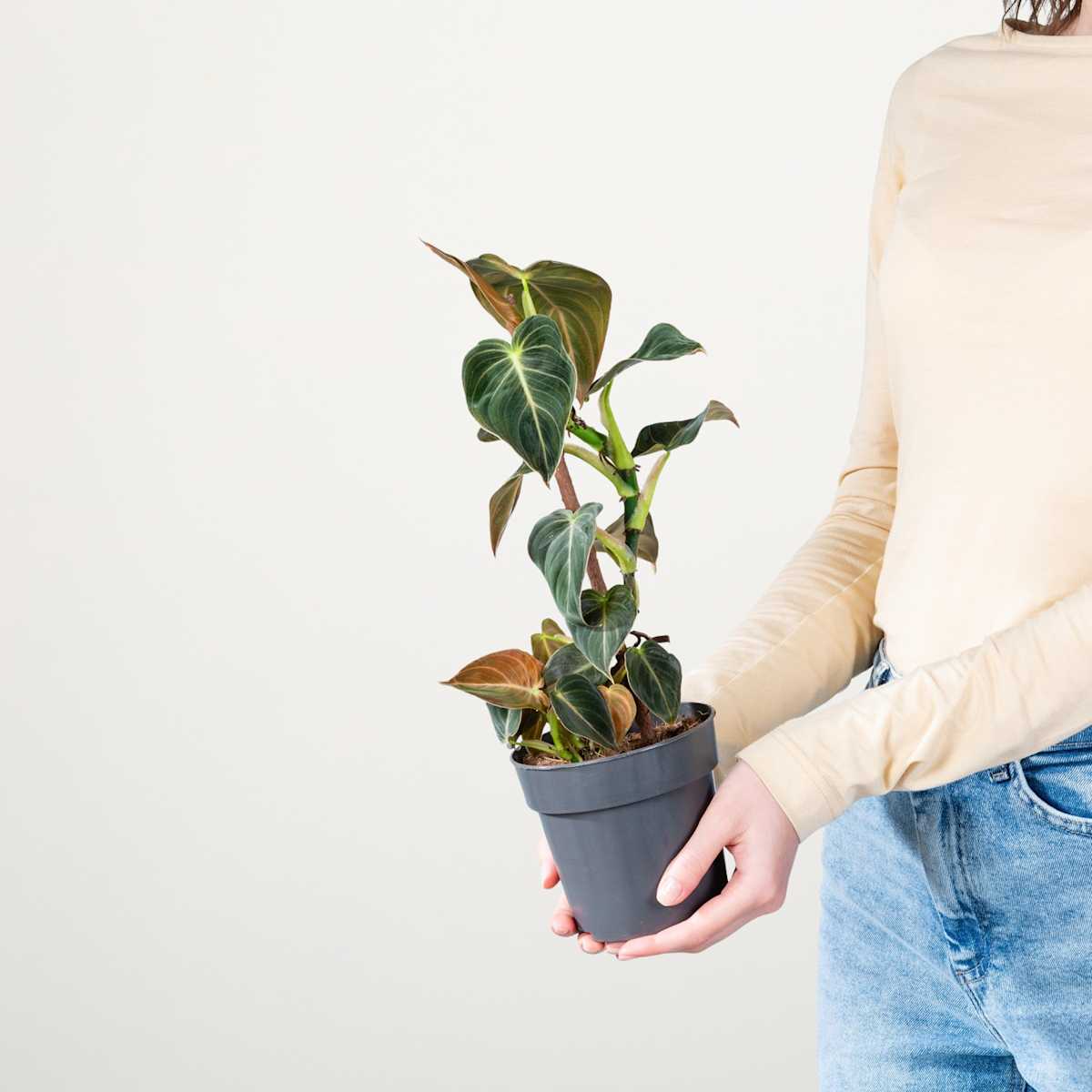 Philodendron 'Melanochrysum'