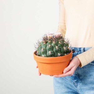 Riesenkinnkaktus 'Saglione'