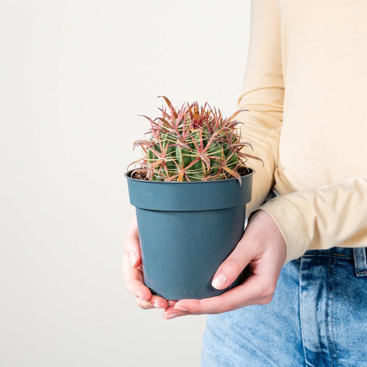 Teufelszungen-Kaktus 'Latispinus'