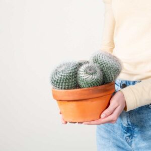 Warzen-Kaktus 'Hahniana'