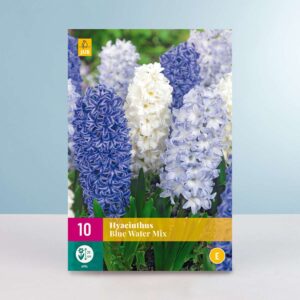Hyazinthen 'Blue Water' Mix - 10 Zwiebeln