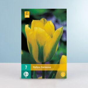 Viridiflora-Tulpe 'Formosa' - 7 Zwiebeln