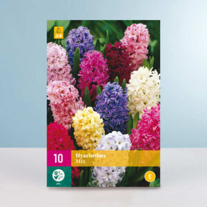 Hyazinthen Mix - 10 Zwiebeln