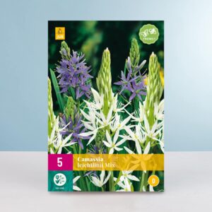 Prärielilien Mix - 5 Zwiebeln