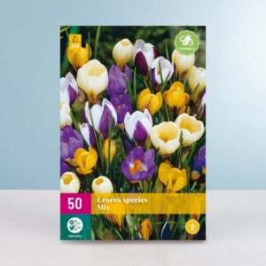 Botanischer Krokus Mix - 50 Knollen