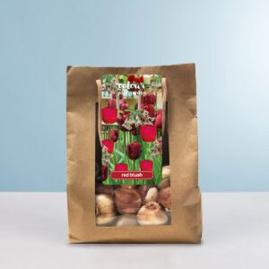 Tulpen & Allium 'Red Blush' Mix - 10 Zwiebeln