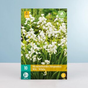 Waldhyazinthen - weiss - 10 Zwiebeln