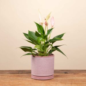 Keramik Übertopf Portugal Rosa - 11 cm