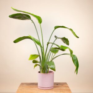 Keramik Übertopf Portugal Rosa - 14 cm