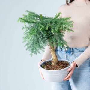 Araucaria Bonsai Spiralstamm in Steinoptik-Schale Grau