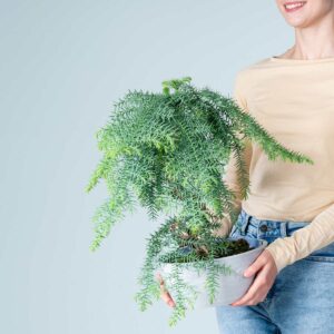Araucaria Bonsai in Steinoptik-Schale Grau