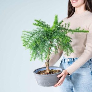 Araucaria Bonsai Spiralstamm in Steinoptik-Schale Anthrazit