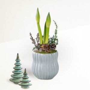 Scandi Amaryllis mit Deko-Tannenbäumen