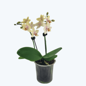 Table Dance Susanne mit creme-gelben Blüten und 2 Rispen