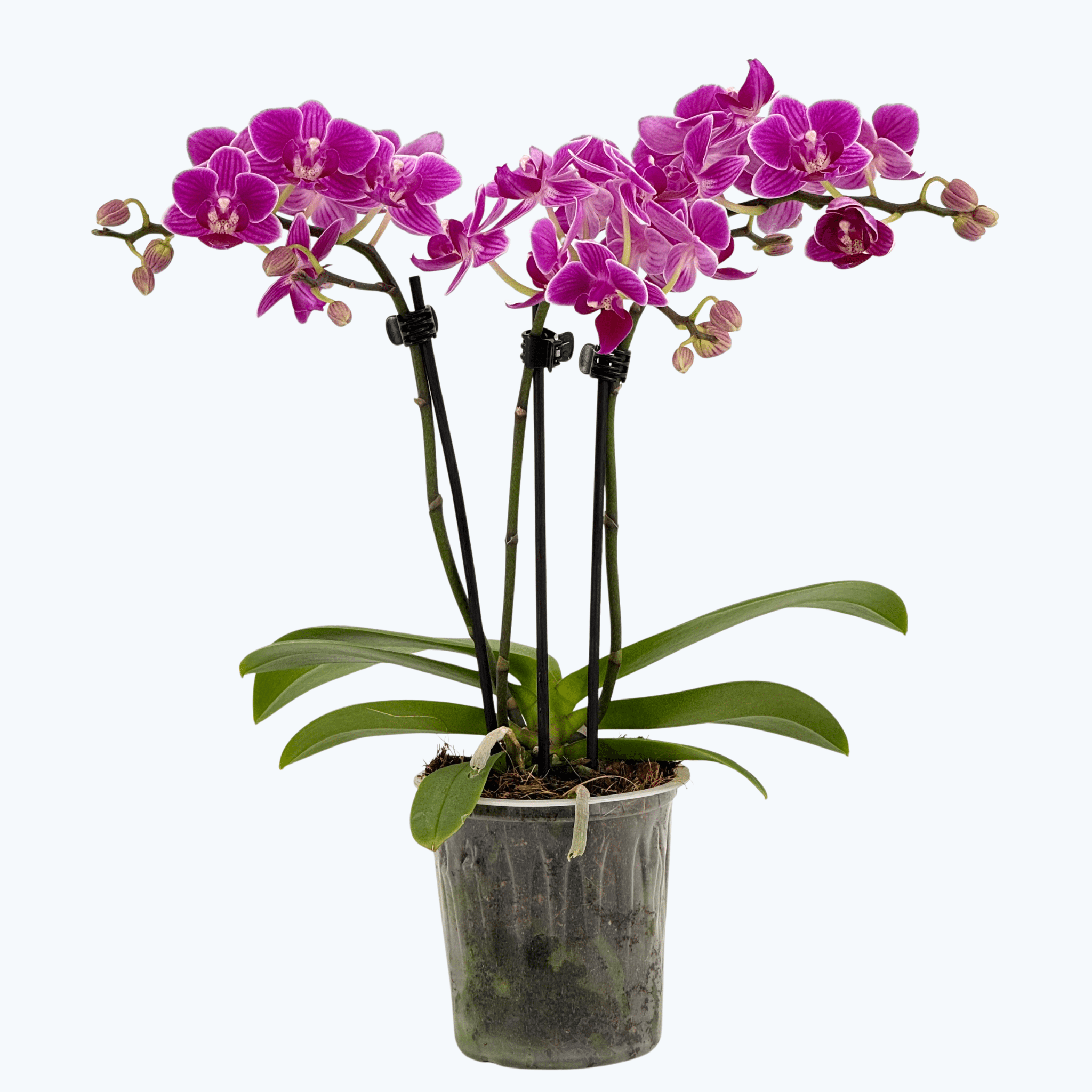 Table Dance Caracas mit violett-gestreiften Blüten und 3 Rispen