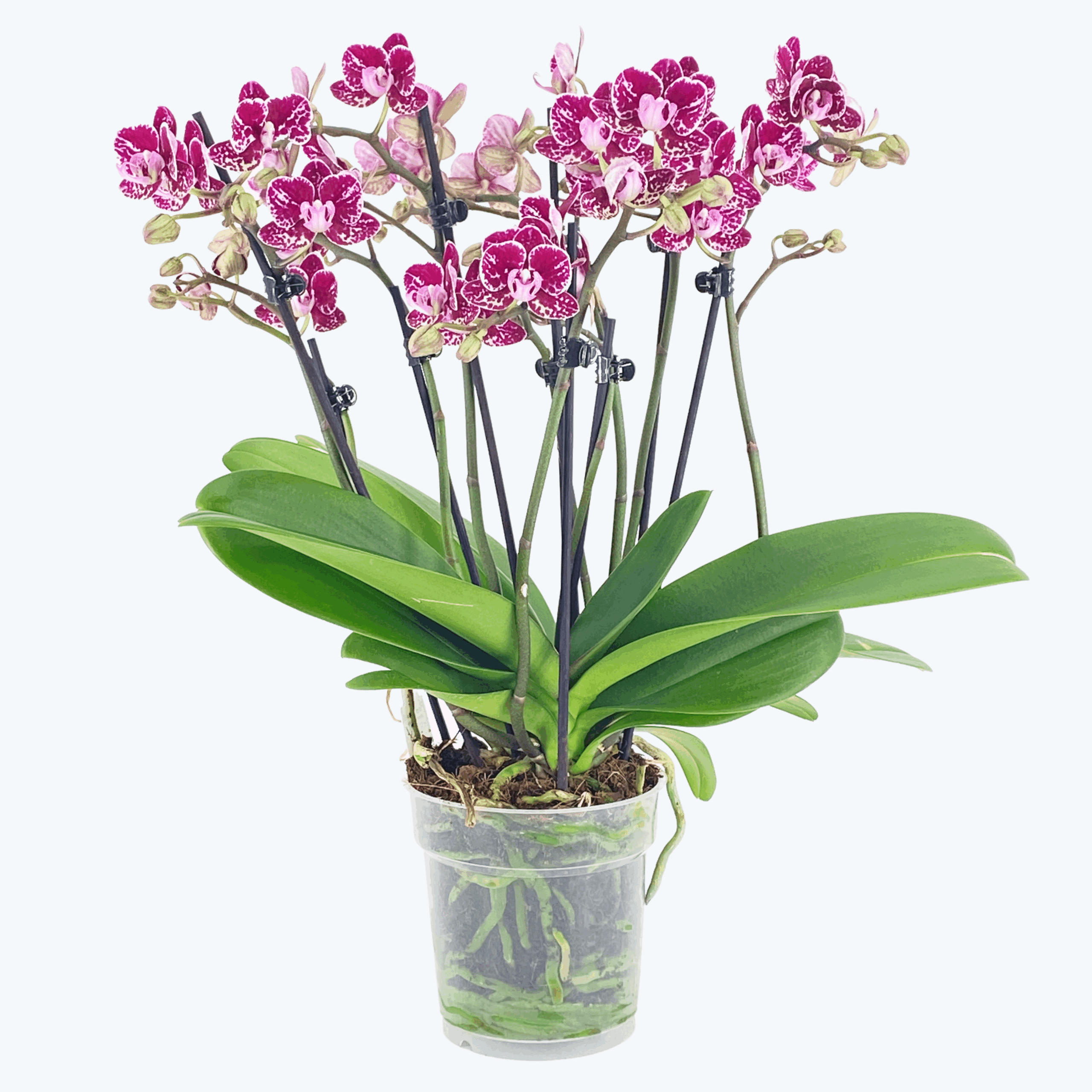 Große Two of Us Coco Purple Rain mit lila-gefleckten Blüten und 7+ Rispen