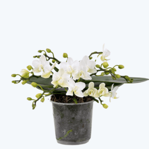 Bonsaiorchidee Nazare mit weißen Blüten und 5+ Rispen