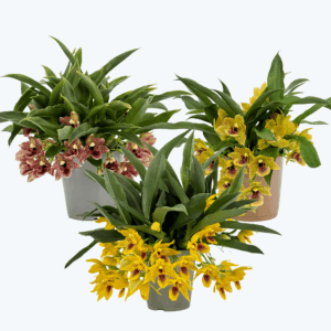 Promenaea Sunlight im 3er Set