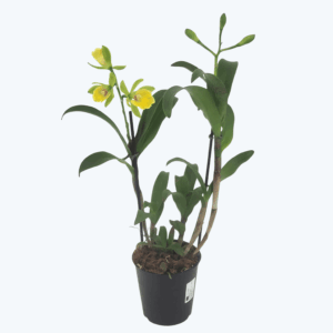 Epicattleya Rene Marques mit 2 Rispen