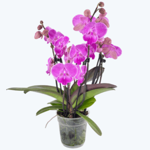 Große Two of Us Big Lip Manta Kalimantan mit pinken Blüten und 4 Rispen