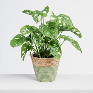 Monstera Monkey Leaf
