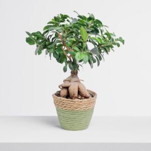 Ficus Green Asia