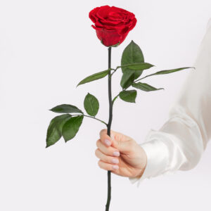 Infinity Rose: Forever Yours