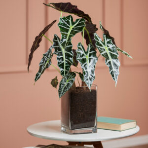 Alocasia 'Polly' in Vase