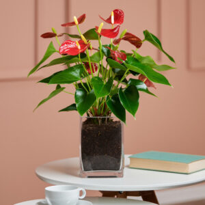 Rote Flamingoblume in Vase