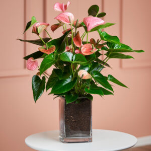 Flamingoblume in Pink-Rosa mit Vase