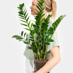 Glücksfeder in Vase