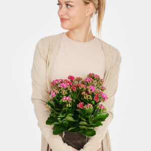 Flammendes Käthchen in Vase