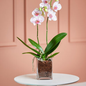 Weiß-pinke Orchidee in Vase