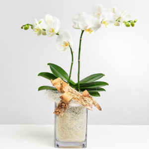 Weiße Orchidee in Vase mit Flachs