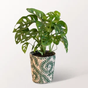 monstera pflanze online kaufen Kokodama Monstera Minima online kaufen main image 1