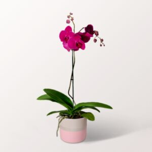 Schmetterlingsorchidee