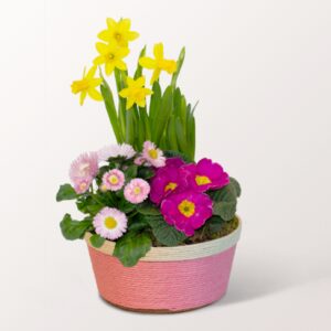 Frühlingsblüher im Körbchen