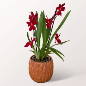 Duftorchidee Cambria Nelly Isler