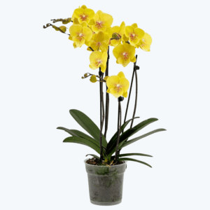 Große Two of Us Manta Palau mit gelben Blüten und 4 Rispen