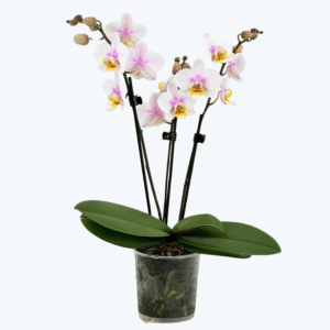 Table Dance San Jos&eacute; mit wei&szlig;-rosa Bl&uuml;ten und 3 Rispen