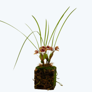 Maxillaria atrosanguinea mit rot-weißen Blüten im Korkquader