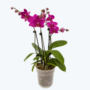 Gro&szlig;e Two of Us mit lilafarbenen Bl&uuml;ten und 4 Rispen