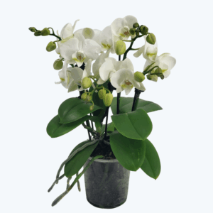 Gro&szlig;e Two of Us Wei&szlig; mit wei&szlig;en Bl&uuml;ten und 4 kurzen Rispen