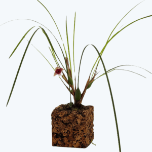 Maxillaria atrosanguinea mit rot-weißen Blüten im Korkquader