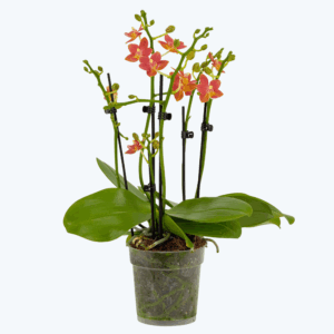 Große Two of Us Duftorchidee Citrin mit orangen Blüten und 4 Rispen