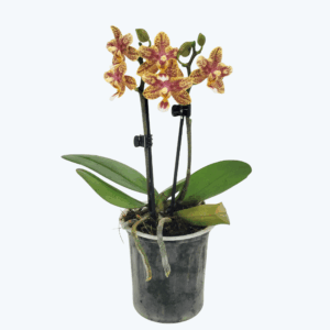 Duftorchidee Table Dance Afra mit gelb-orangenen Blüten und 2 Rispen